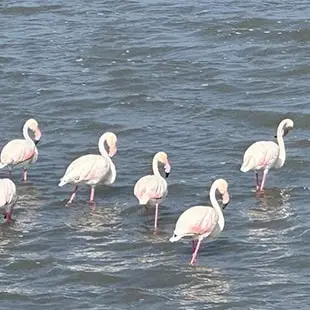 rann resort